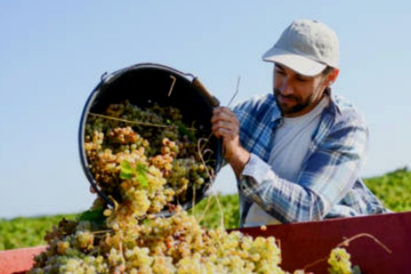 Winemaker pouring wine